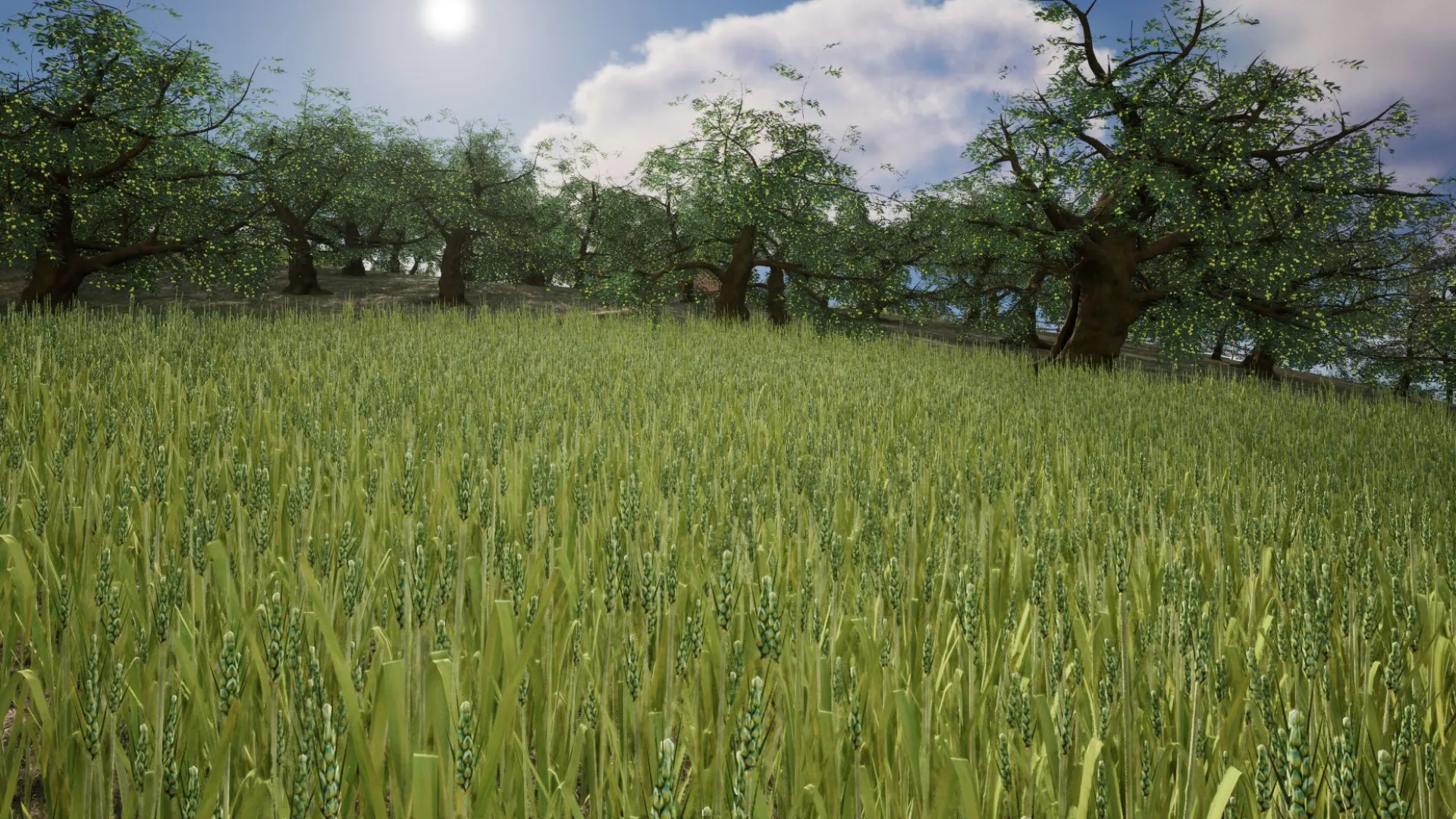 Wheat 1.70 metres tall