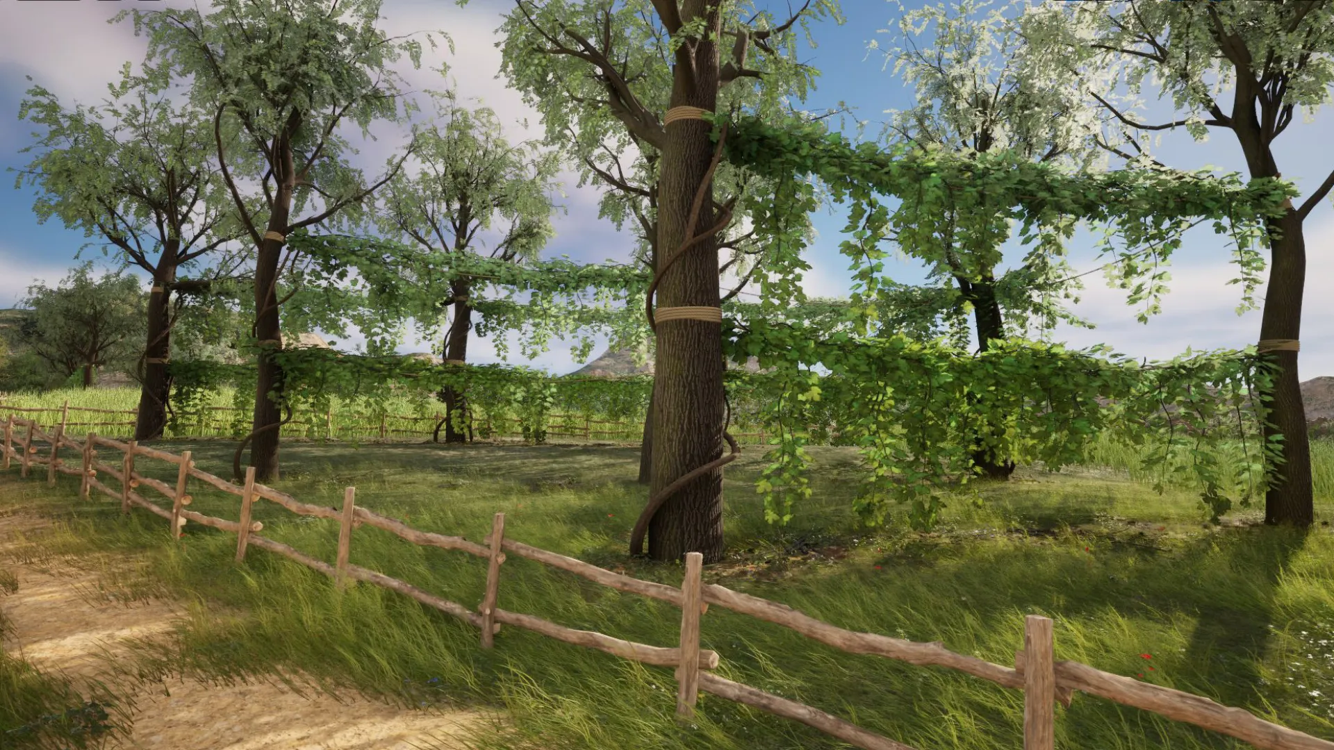 Vineyard with elm trees